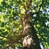 Nature Connection Challenge - Day 87