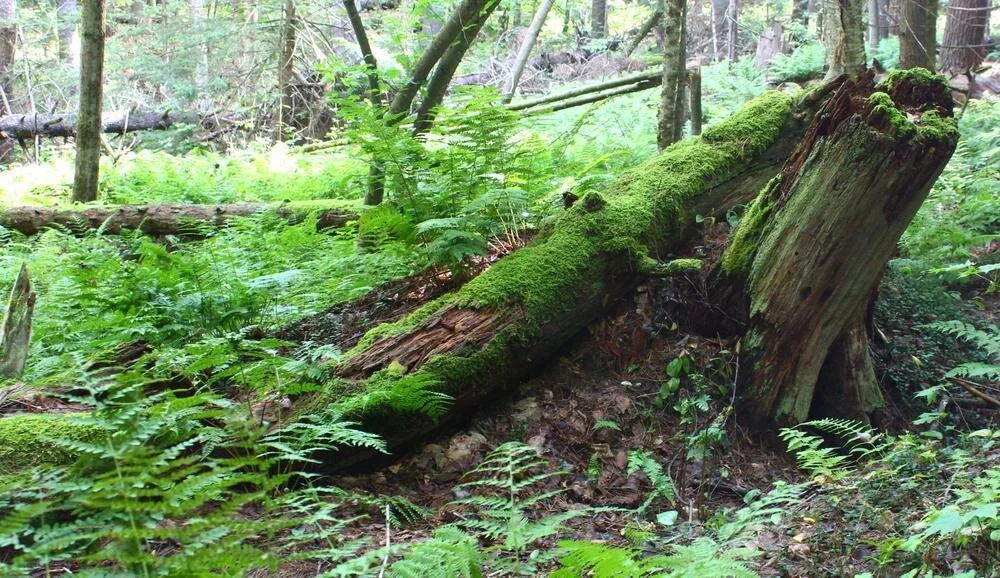 Local Natural Wonders - Day 39