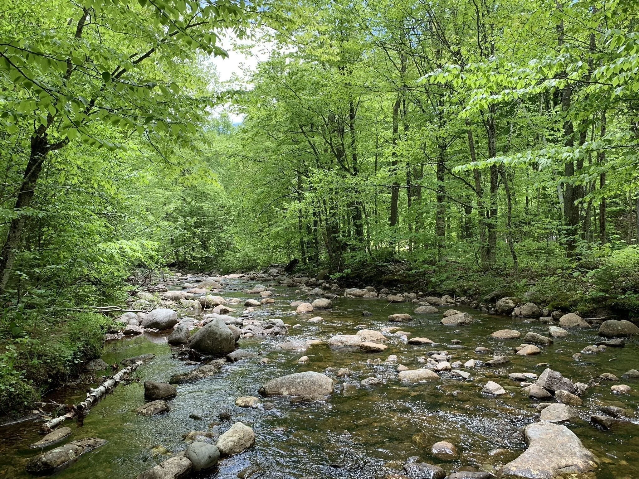 Local Natural Wonders - Day 51