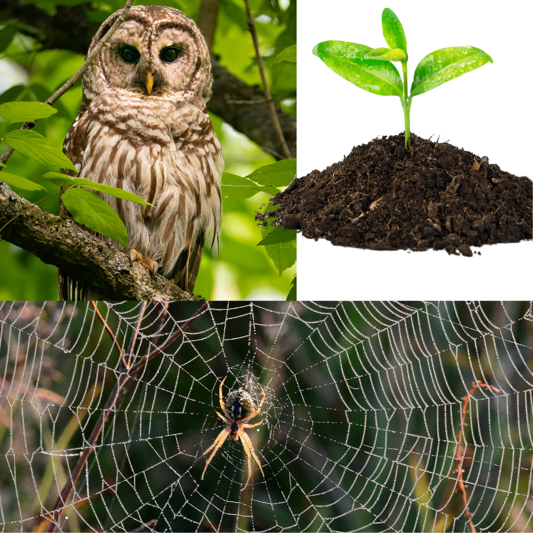 Friday Nature Science Class (Fri-Sci)