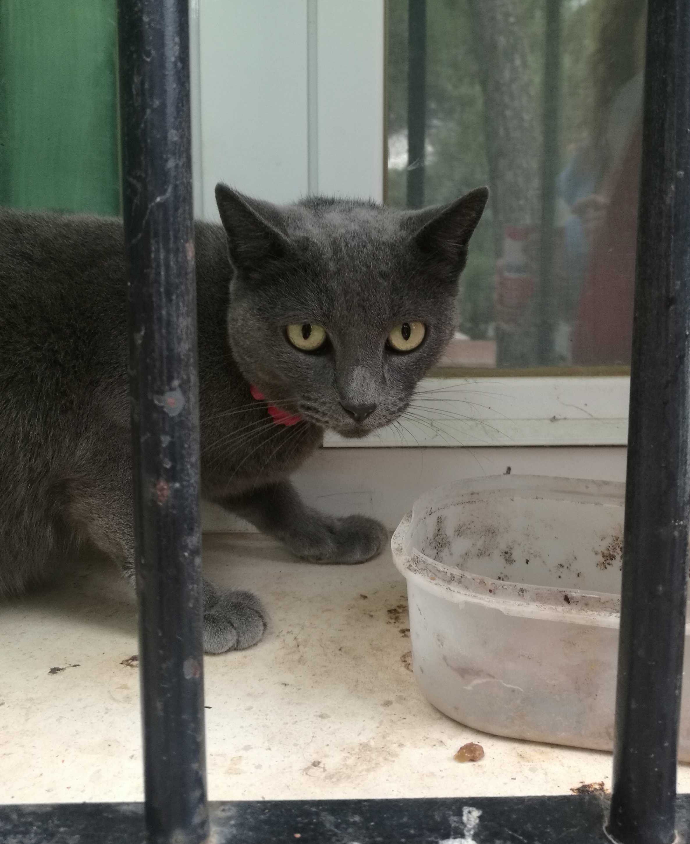 Mushu, the family cat