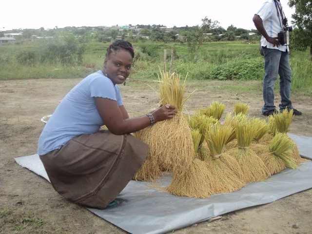 Rice Harvest