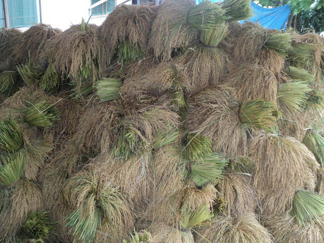 Bundles of harvested rice