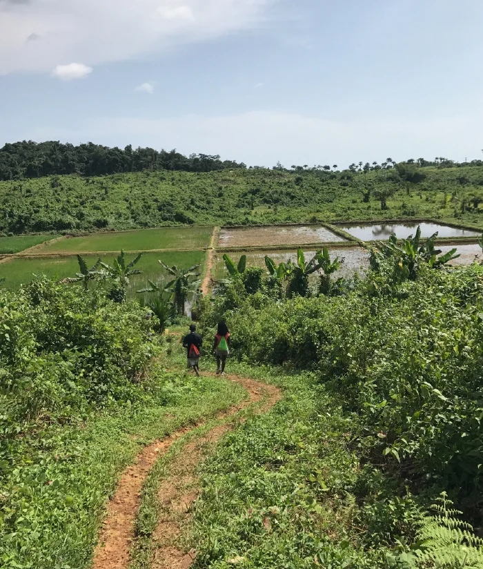 Path to the rice on the farm.
