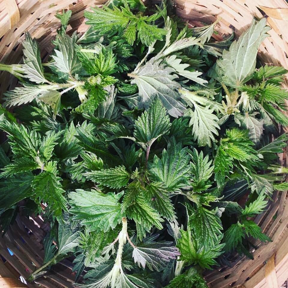 nettle.jpg
