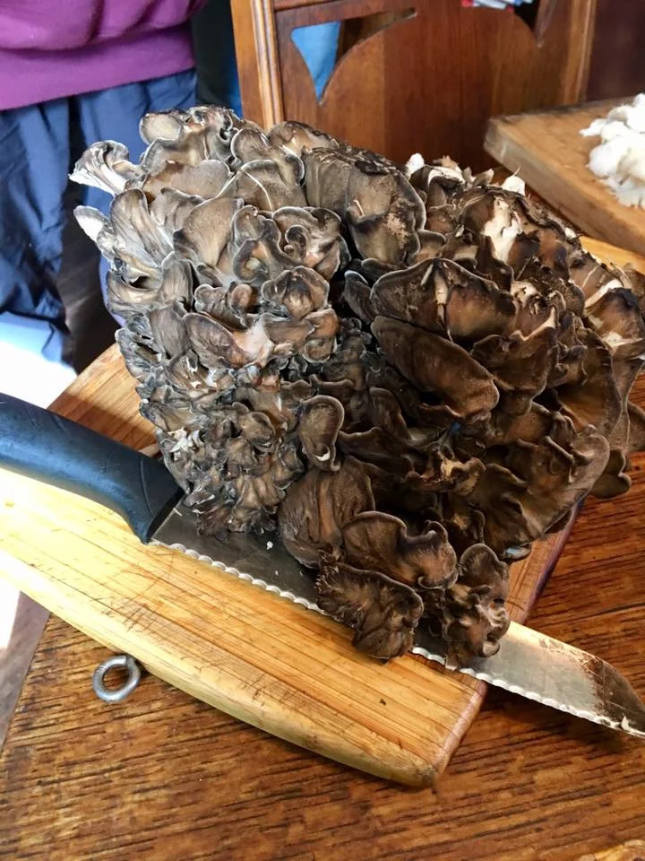 maitake.jpg