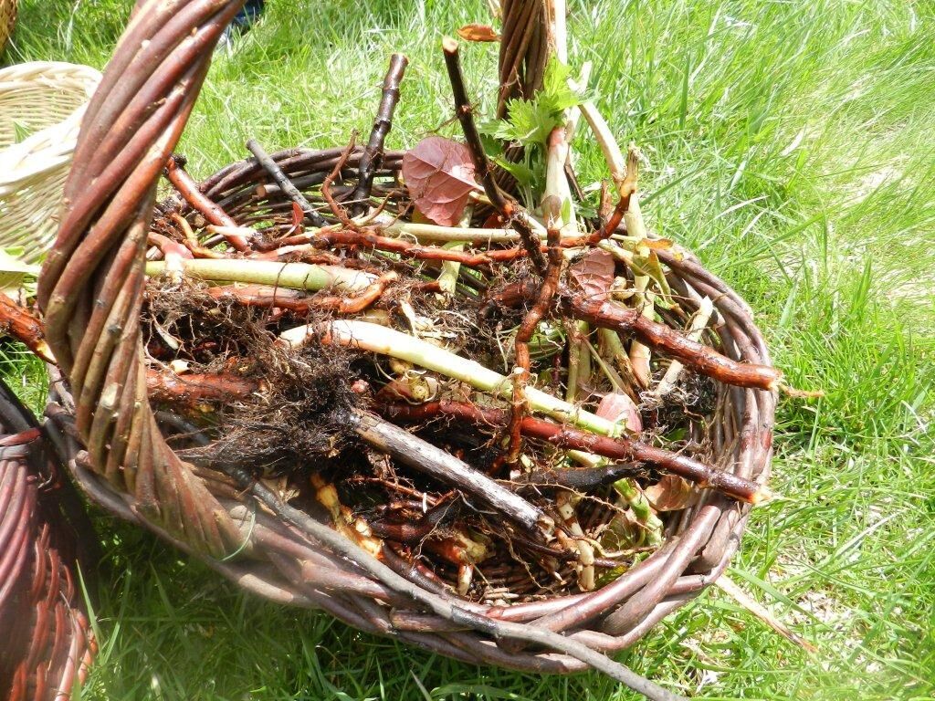 roots basket.jpg
