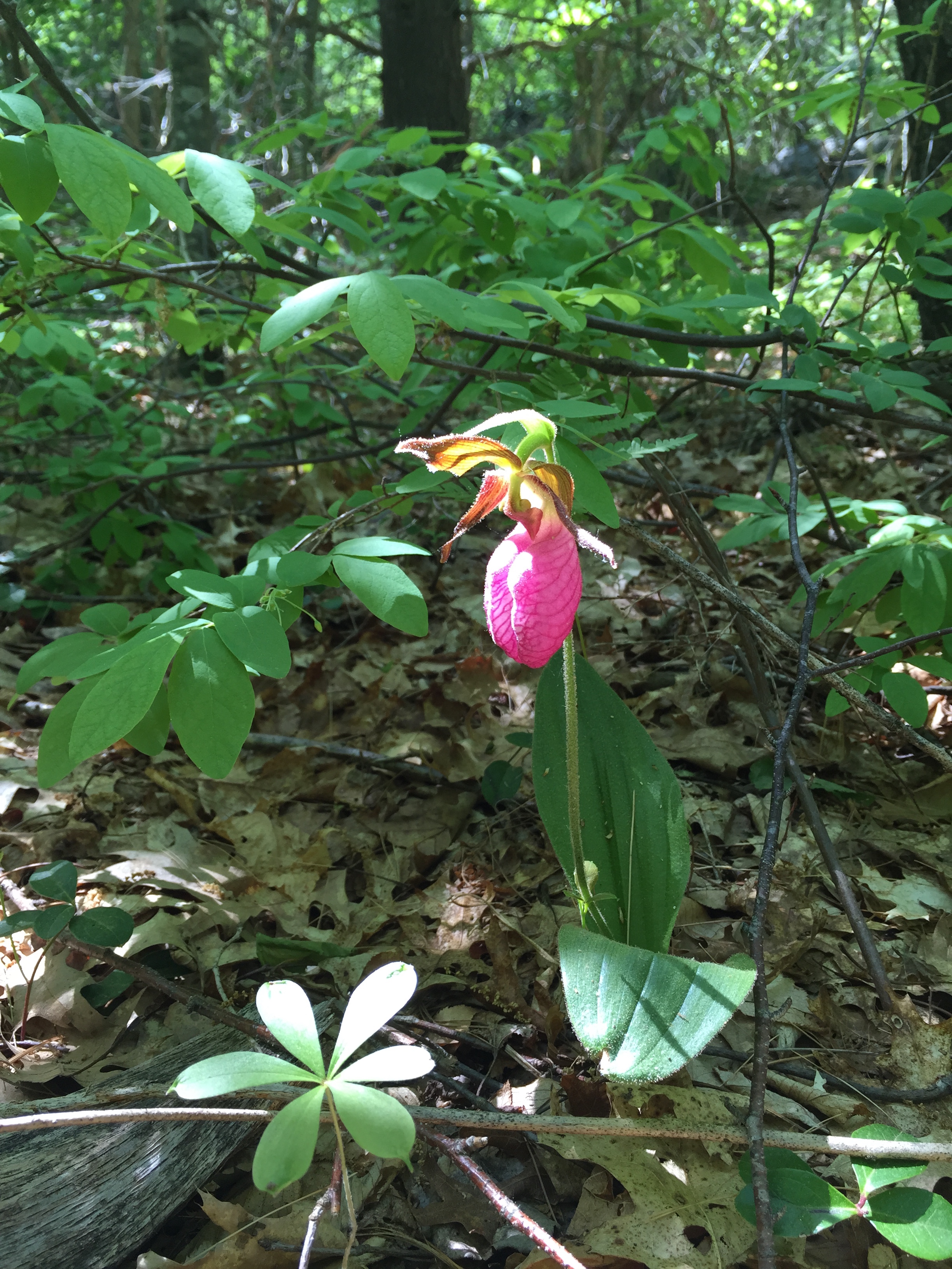 Pink Ladys Slipper 2017.jpg