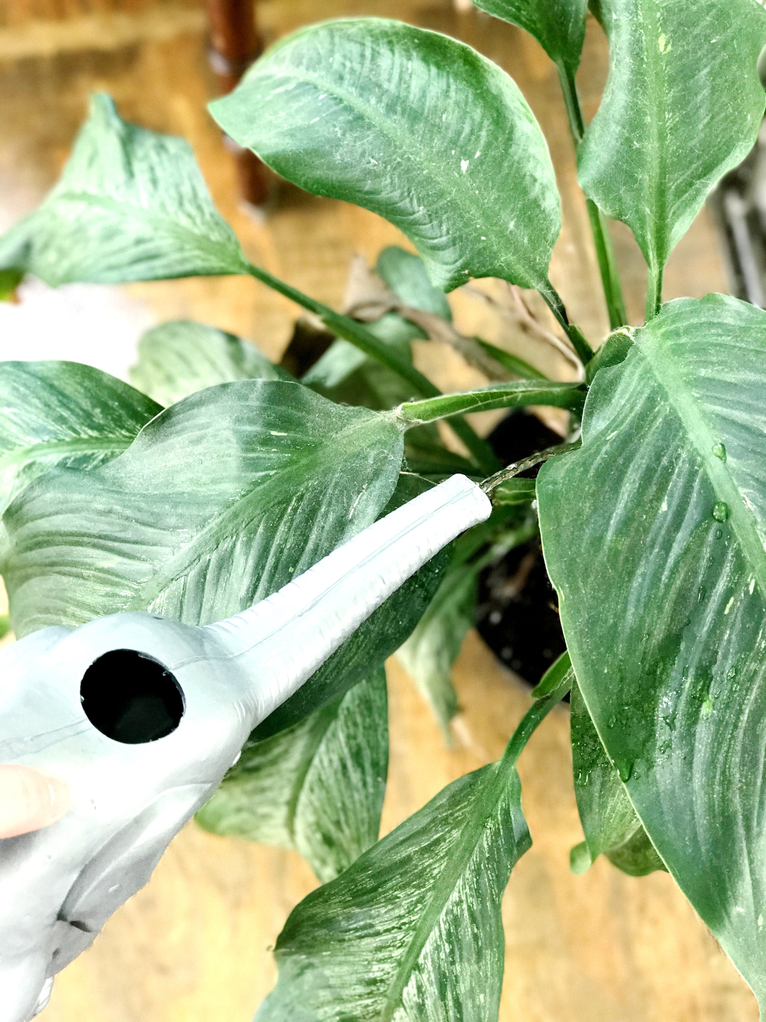 Plant 101: Signs You're Underwatering your Indoor Plant