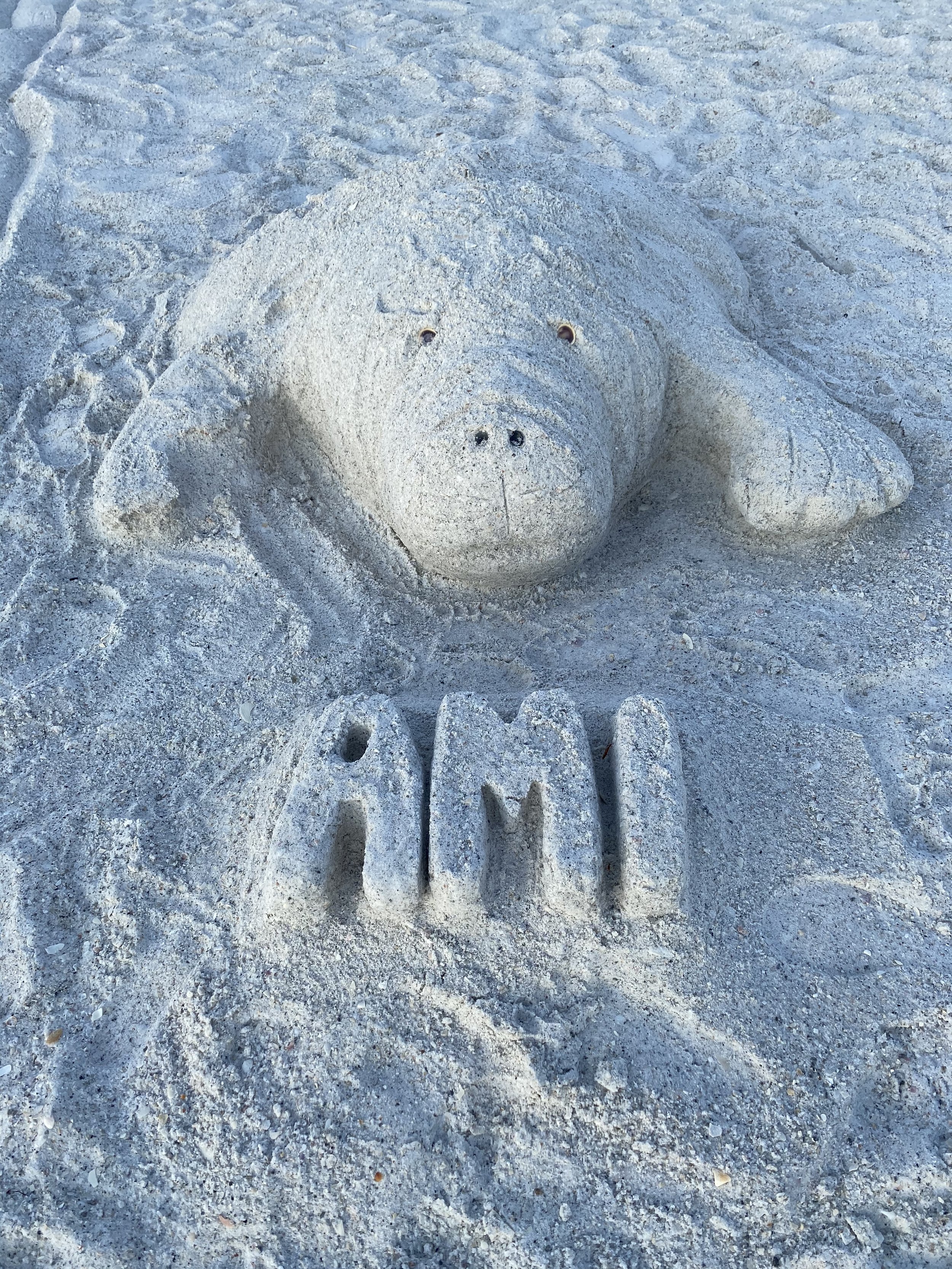 AMI Sand Manatee.jpg