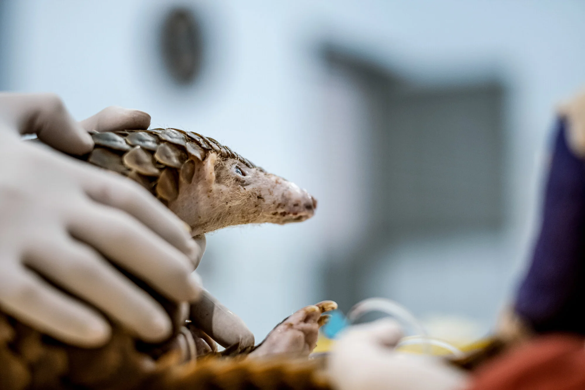 Pangolin Rescue Vietnam Justin Mott