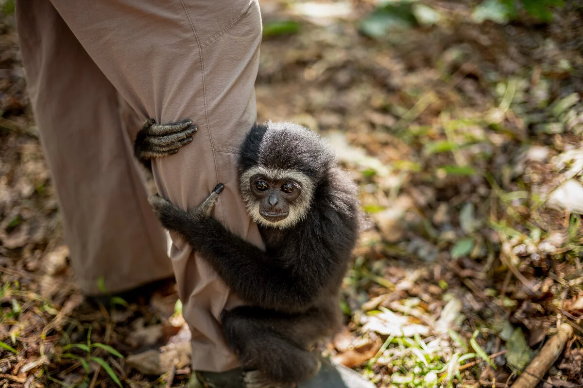 Gibbon Conservation Malaysia Justin Mott