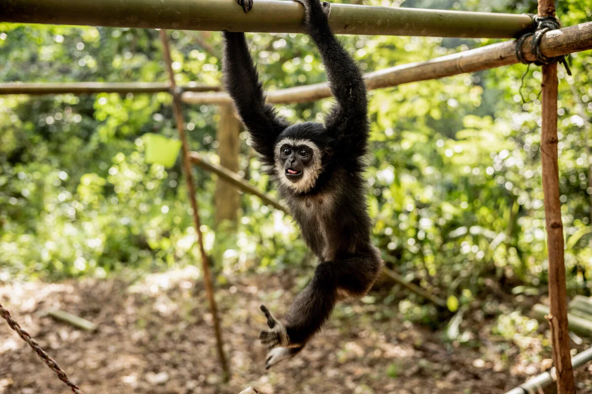 Gibbon Conservation Malaysia Justin Mott