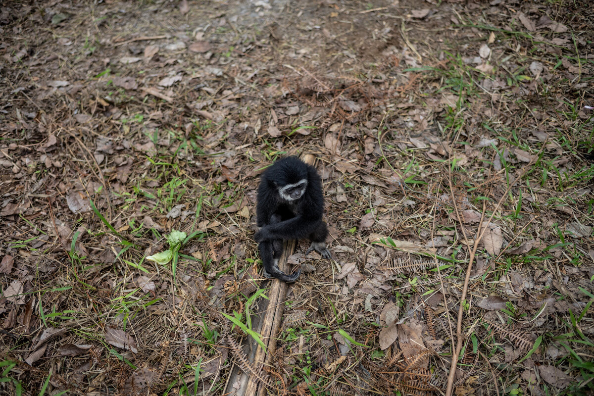 Gibbon Conservation Malaysia Justin Mott
