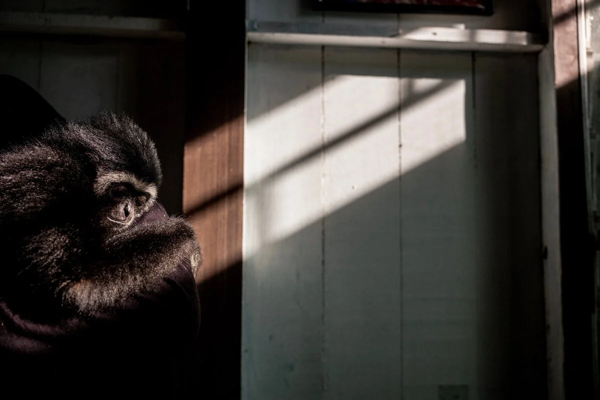 Gibbon Conservation Malaysia Justin Mott