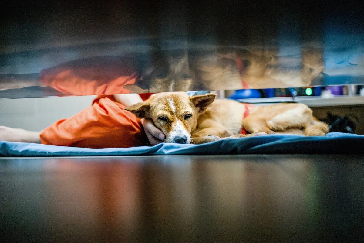 Can Dogs Be Left Alone Overnight