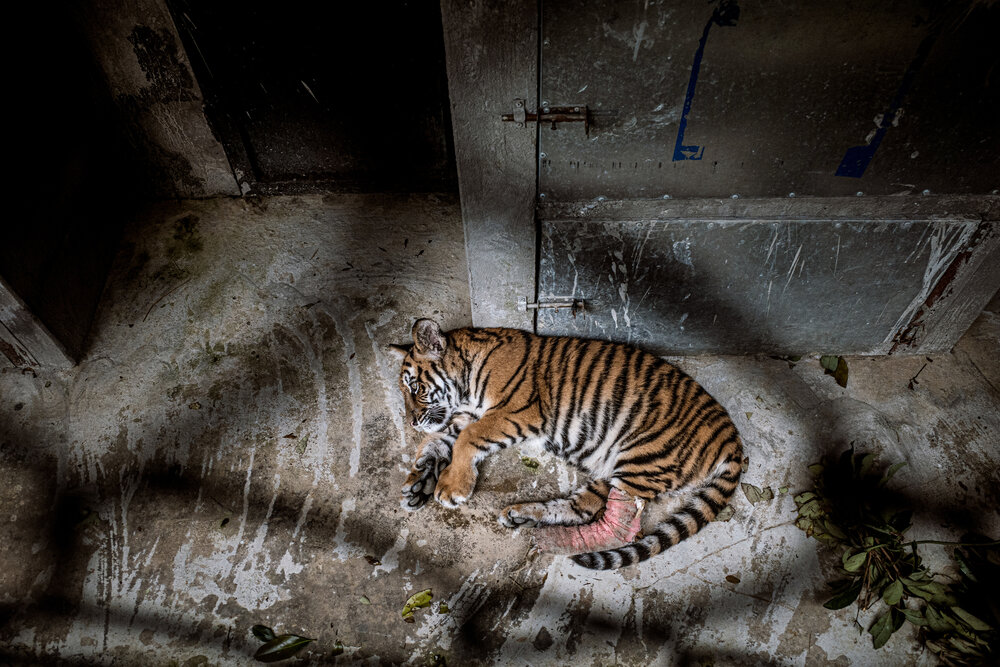 Tiger Fling | A Wildlife Photojournalist's Perspective on the Hit Netflix  Series — JUSTIN MOTT