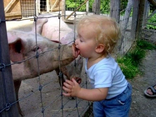 swine flu.jpg