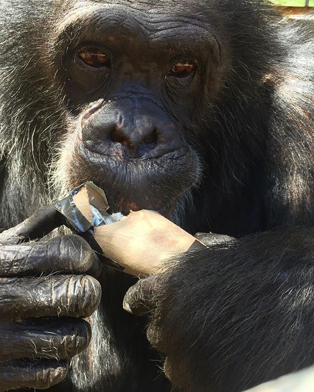 This is Herbie. He lives at a chimp rescue in Bend, Oregon. You can read about him here http://www.eugeneweekly.com/20170727/lead-story/chimps-inc