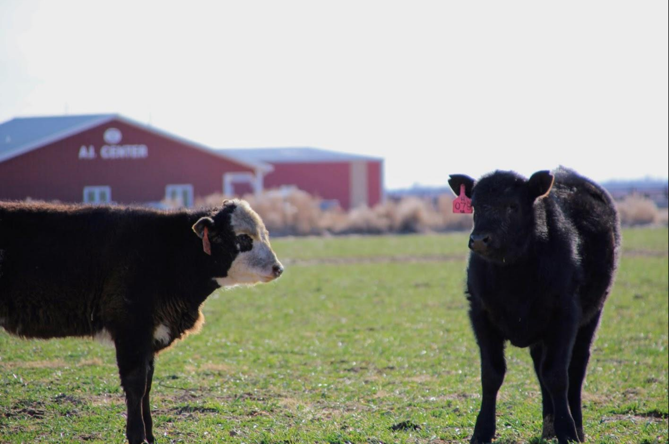 We've Got The Tech To Track Cattle And Their Diseases, But Ranchers Worry About Big Data