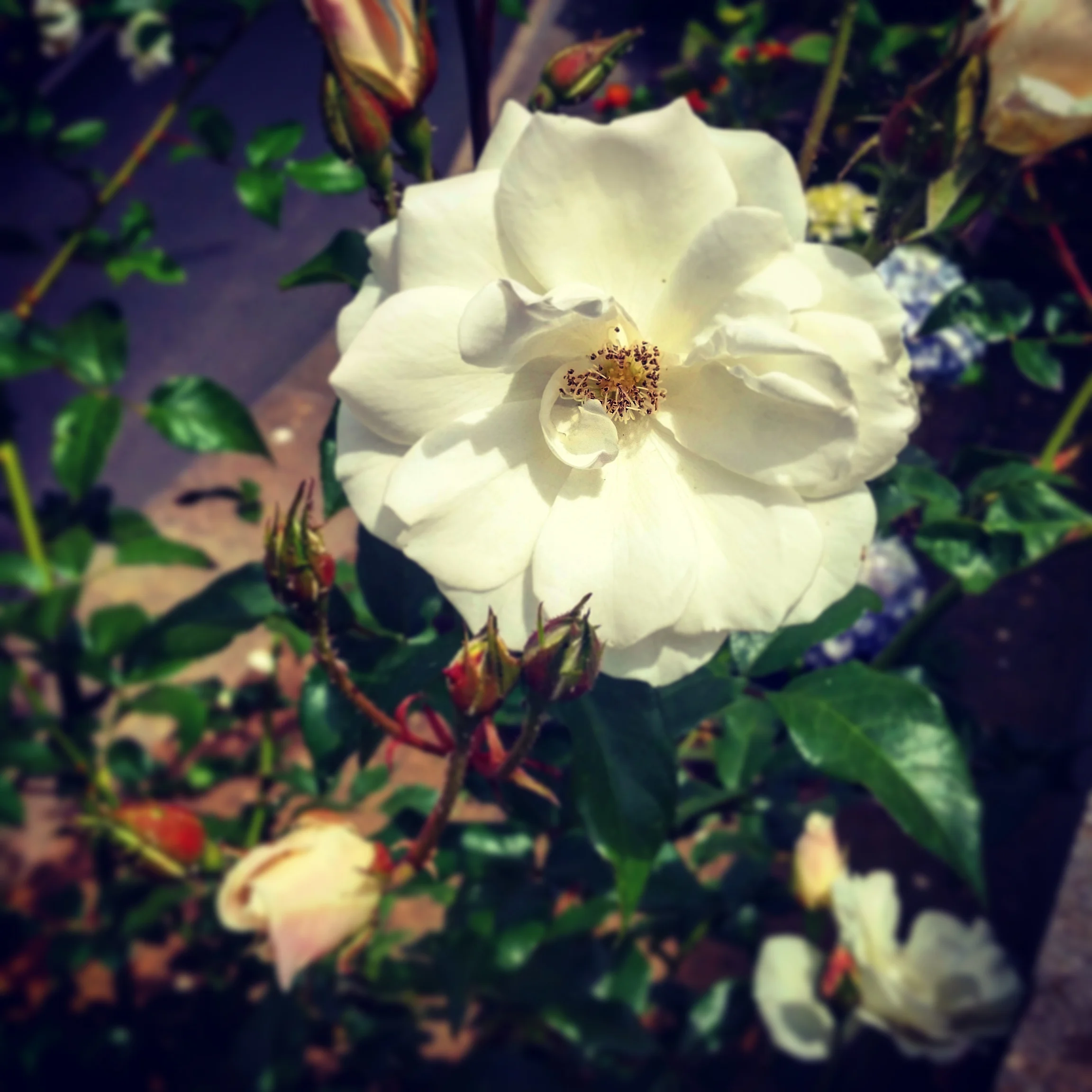 IMG_20150613_181238.jpg