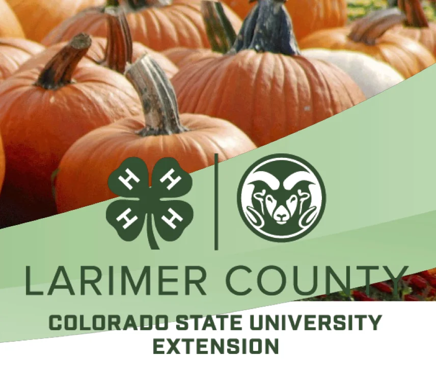 Clover Connections: November/December 2018