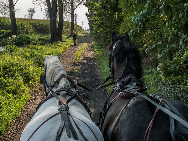 img src=LSCLDolny Slask alt=carriage driving horses in Lower Silesia Country Life.jpg