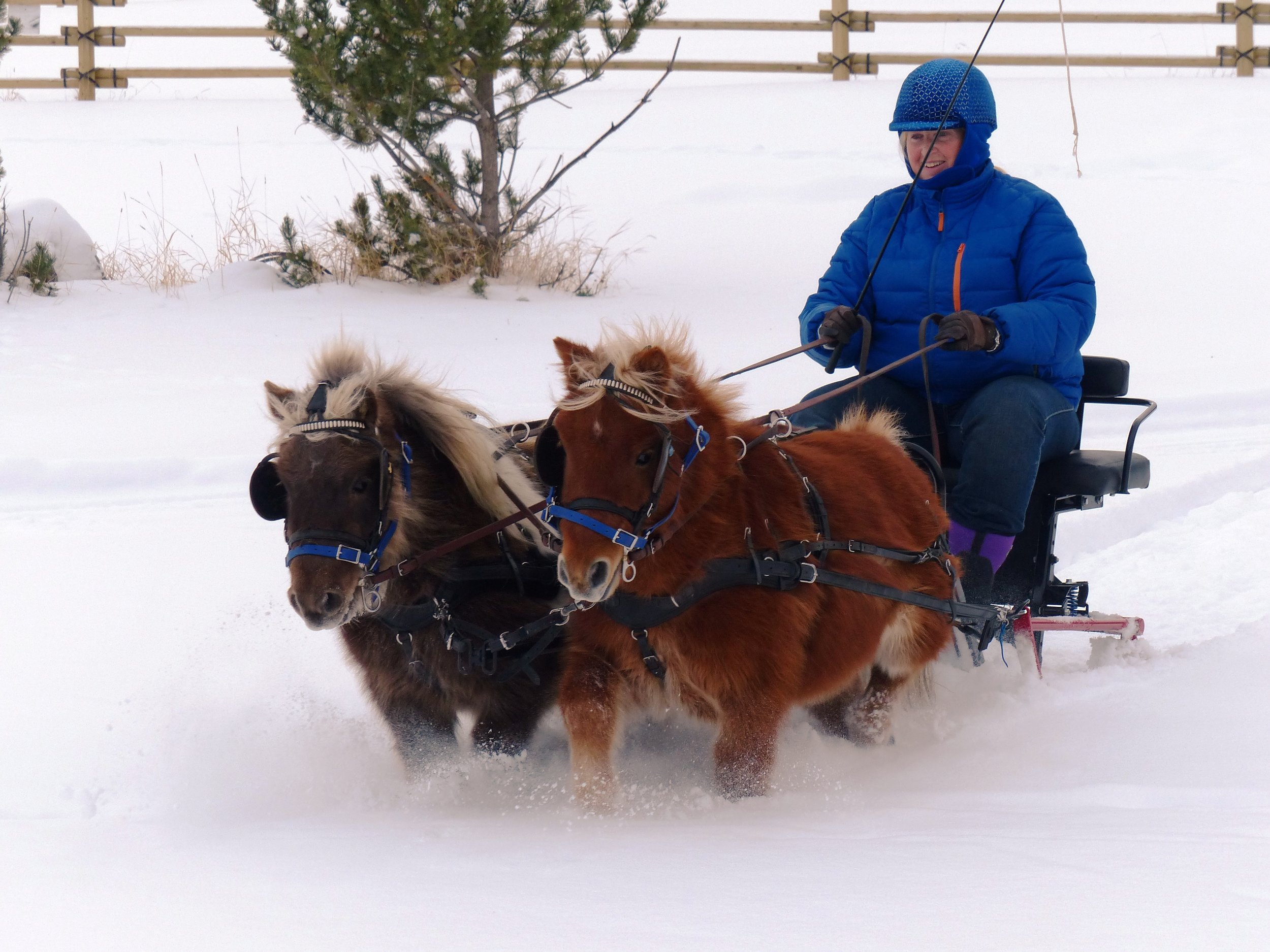 sleighing Storm Kipper.jpg