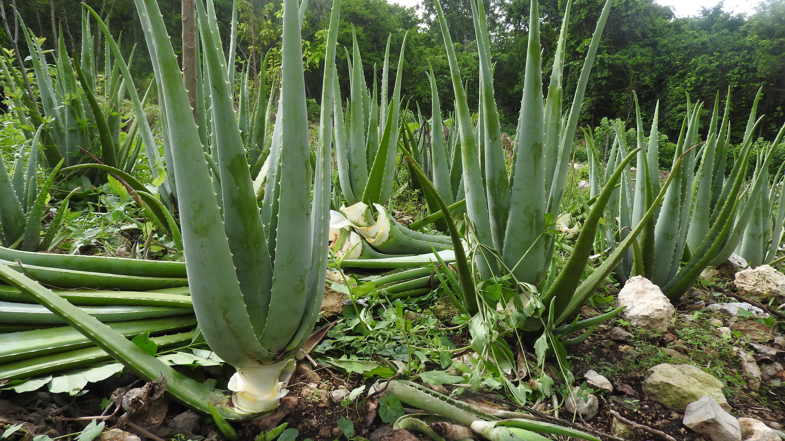 Aloe vera after cutting