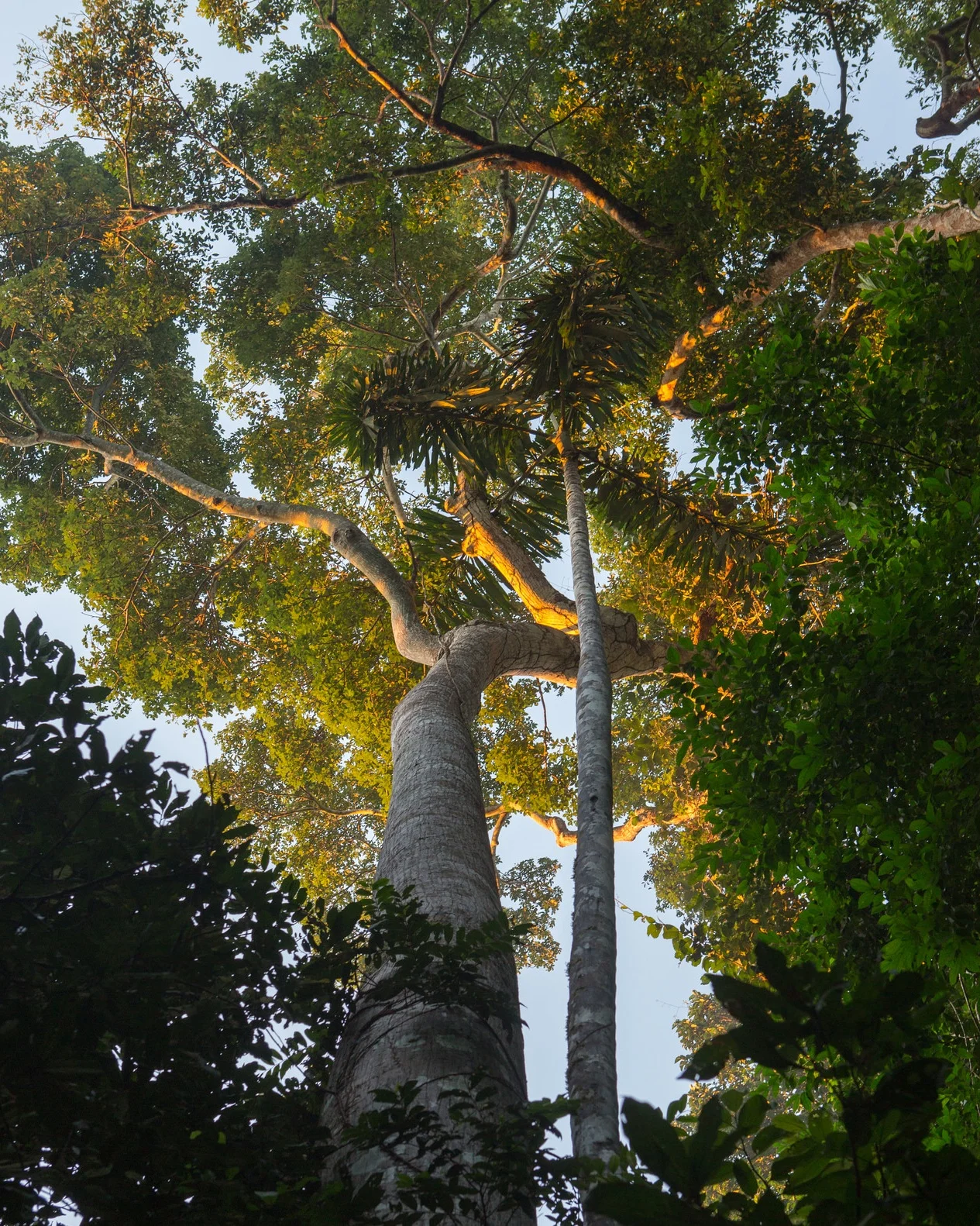 Arboles+de+castan%CC%83a+1.jpg