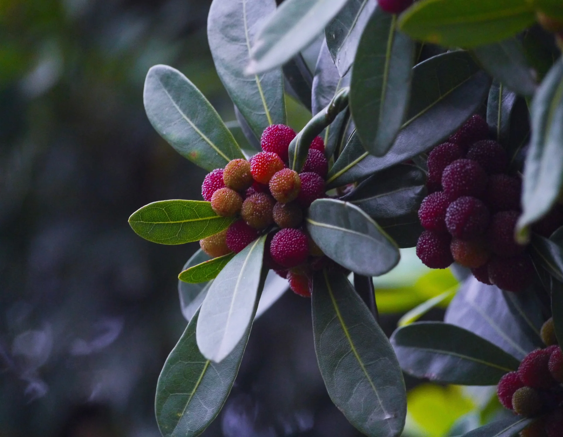myrica-rubra-1439751_1920.jpg