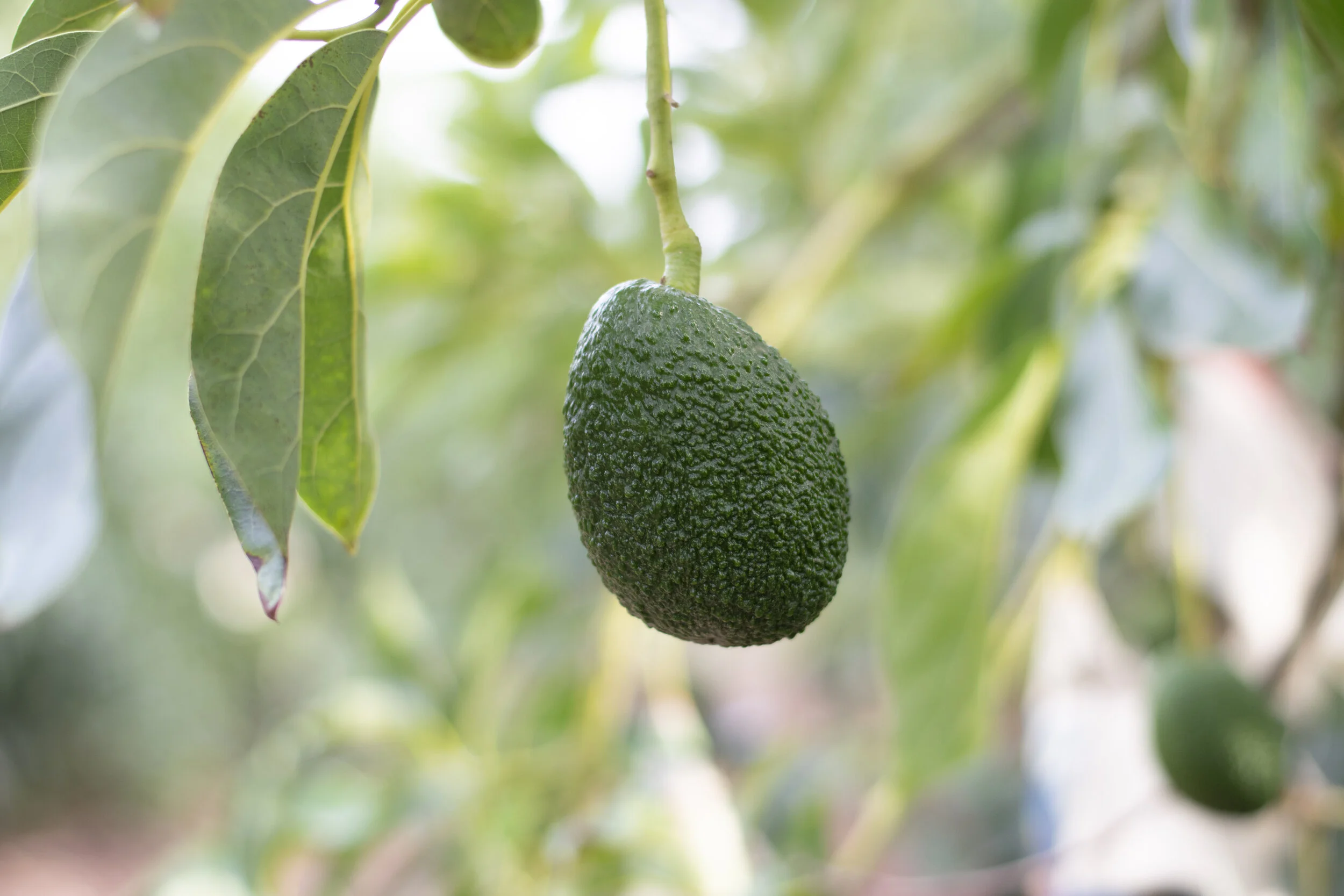 Avocado harvesting is done by hand in shaded farms