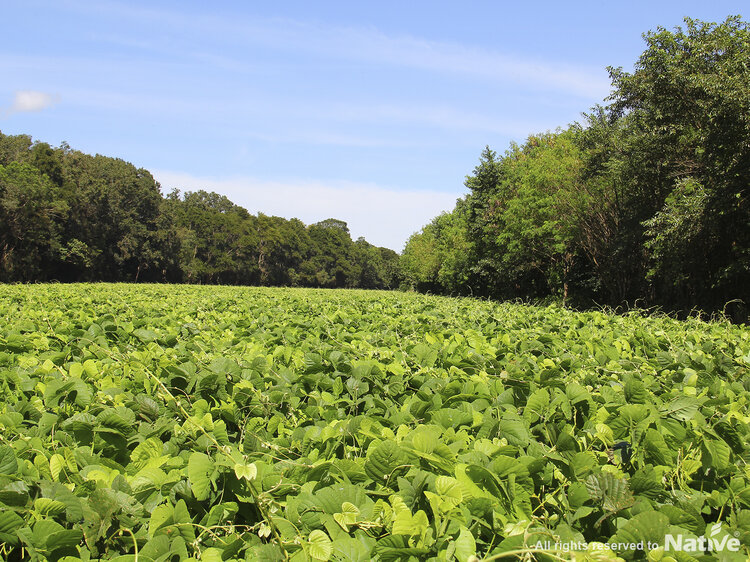 Example of crop rotation Native is using: Mucuna pruriens. Crop rotation brings countless benefits, including fixing nitrogen directly from the atmosphere, restoring the soil's natural structure, attracting beneficial life to the soil and plants, protecting against erosion and direct sunlight etc.