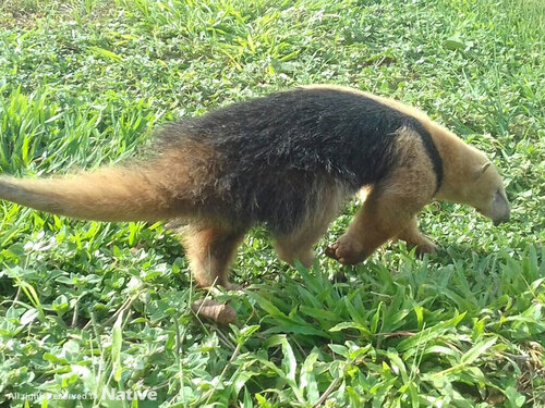 Tamandua tetradactyla