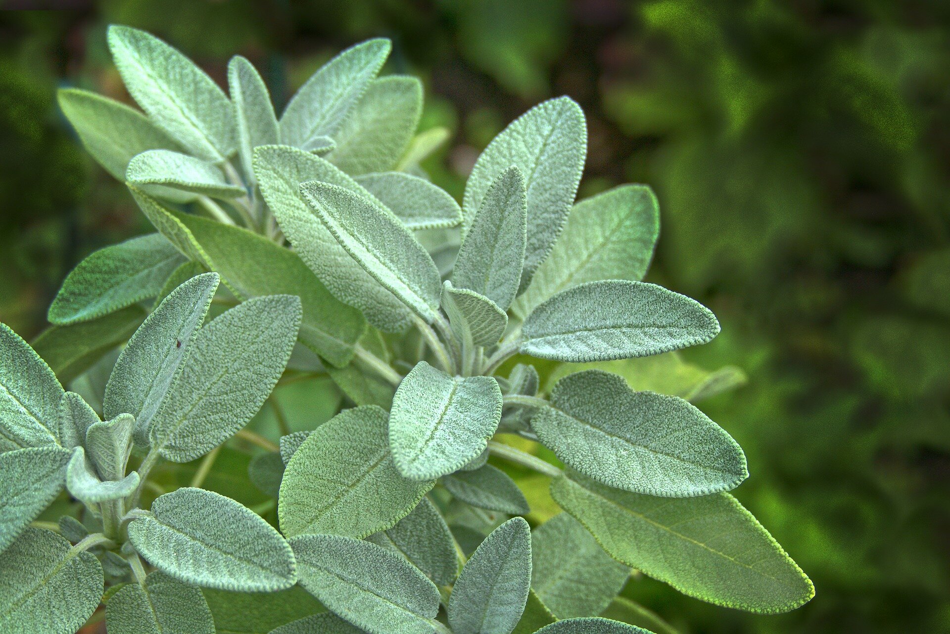 sage-3572718_1920.jpg