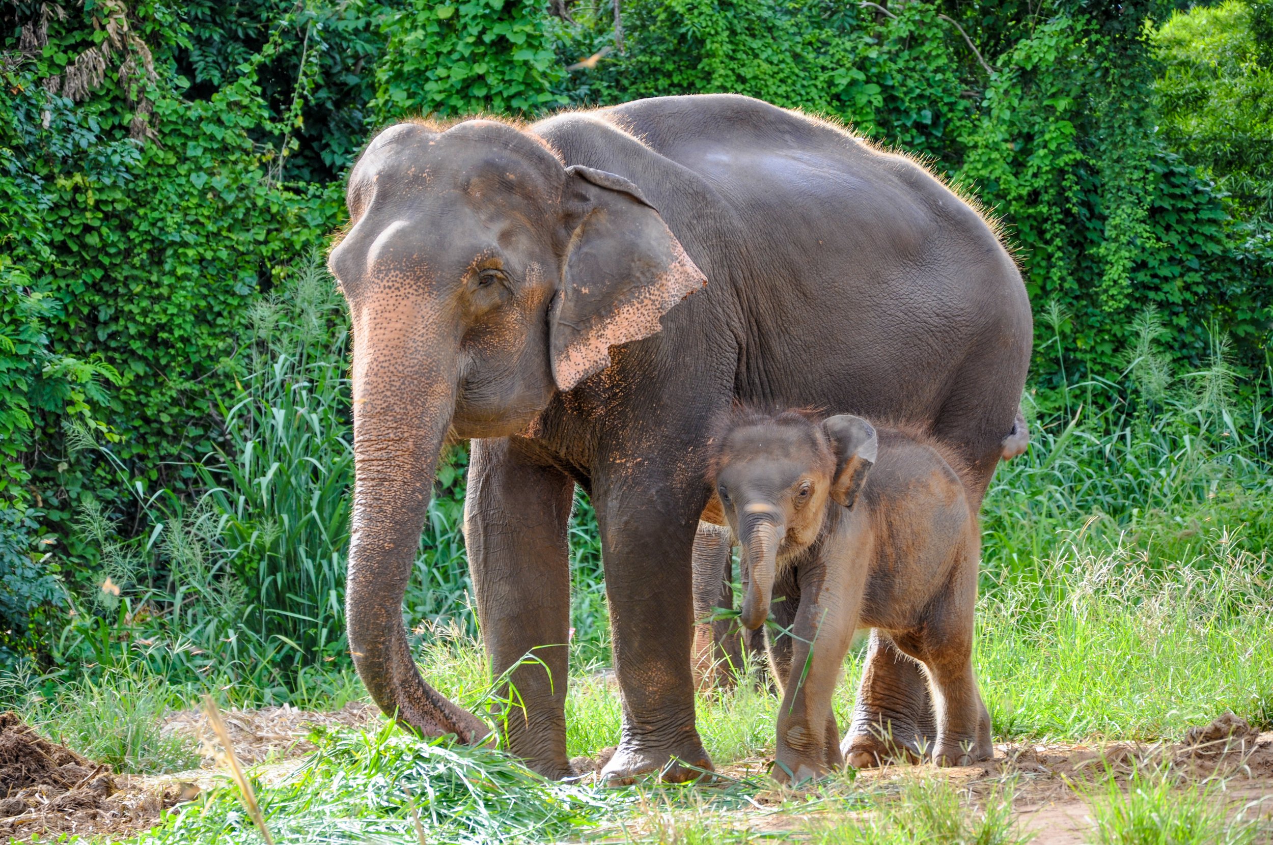 IndianElephants_S109990430.jpg