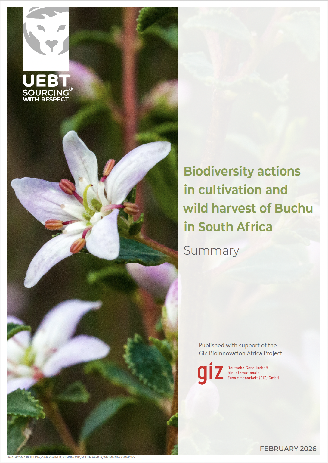 Summary of biodiversity actions in cultivation and wild harvest of Buchu in South Africa