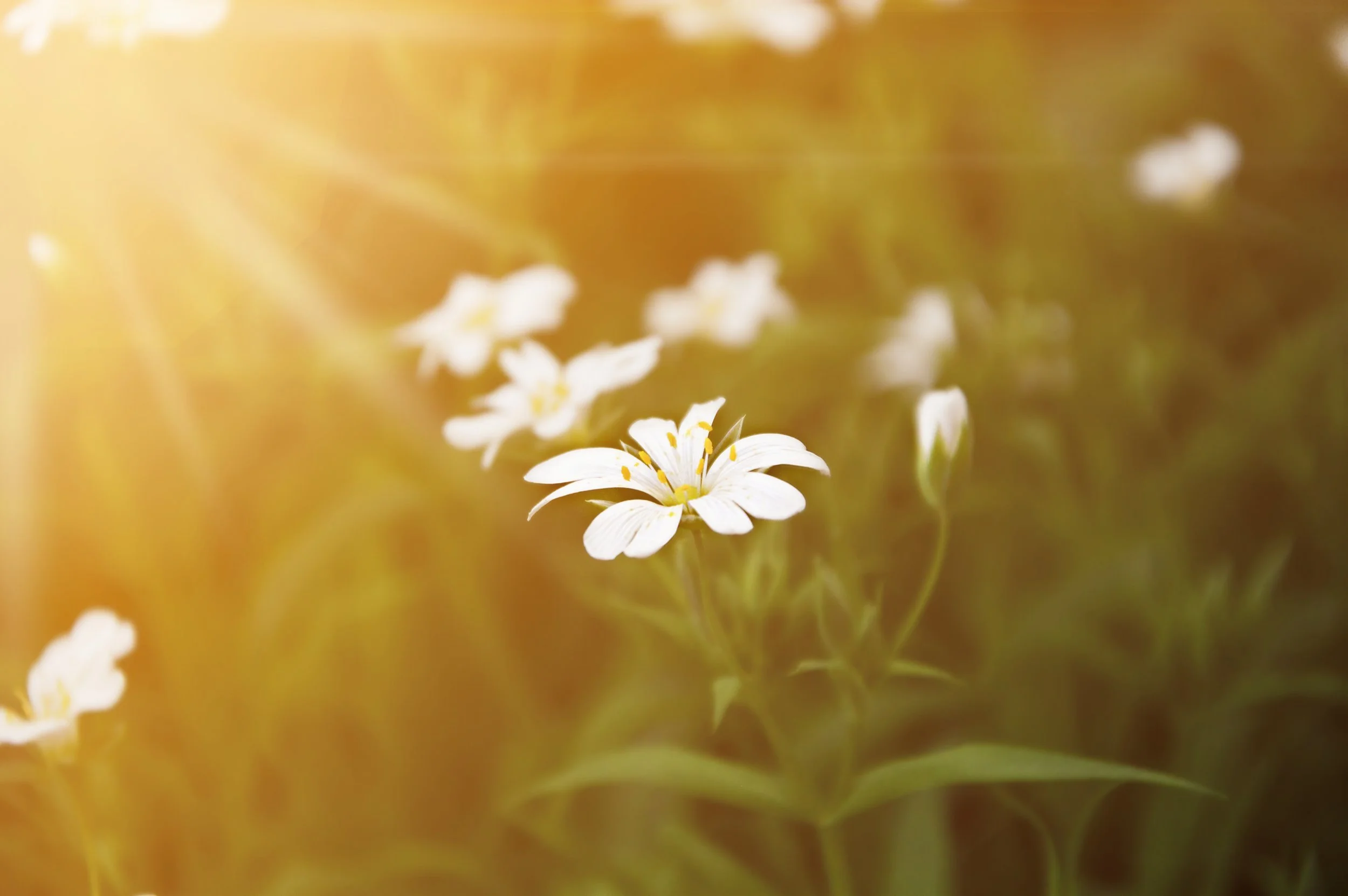 nature-grass-blossom-light-plant-sunshine-1390536-pxhere.com.jpg