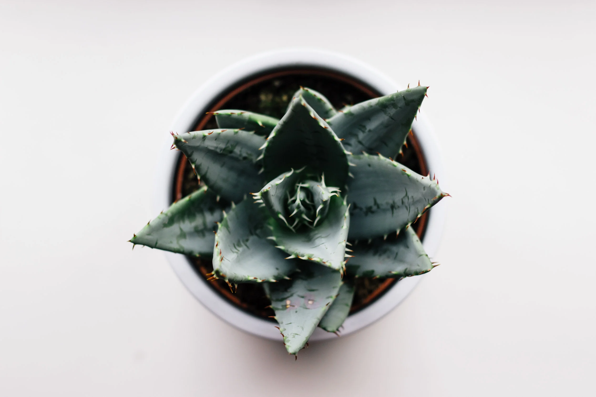 sustainable ethical gift ideas