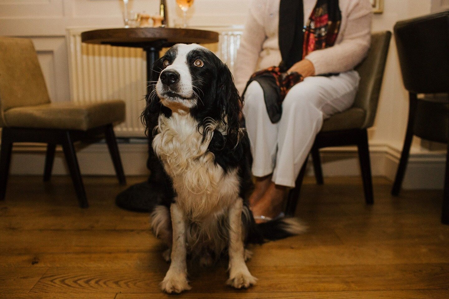 Don't forget, we're dog friendly (they may even be some biscuits)! 🐶 🐕 🐩 #dogfriendly #dogfriendlybars #dogfriendlypubs