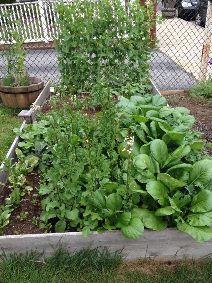 Salad Box