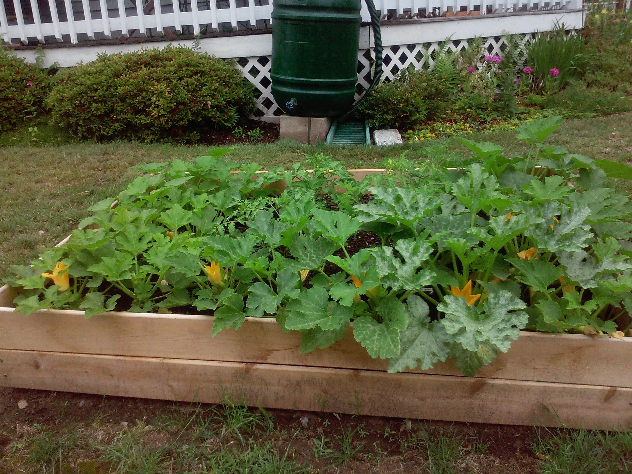 Squash Box