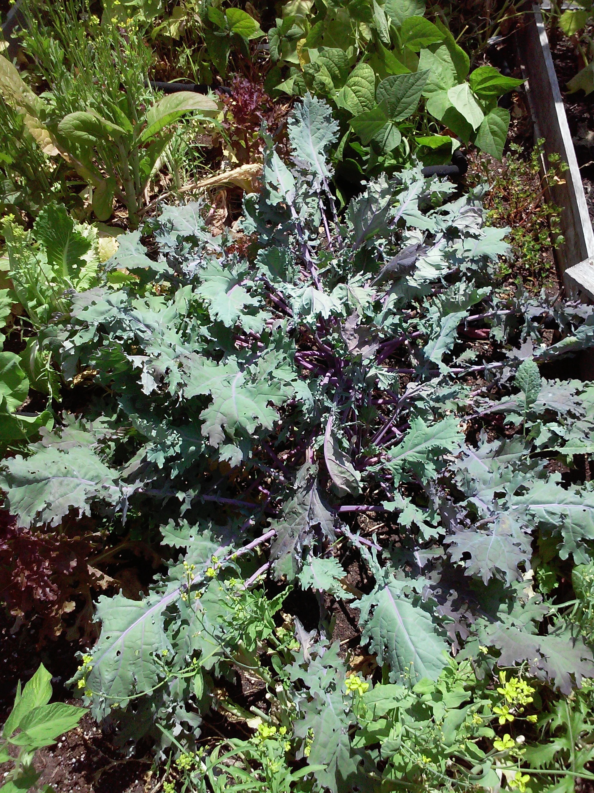 Russian Kale