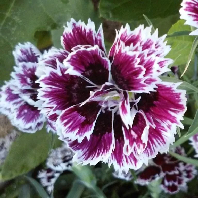 Black and White Carnation.jpg