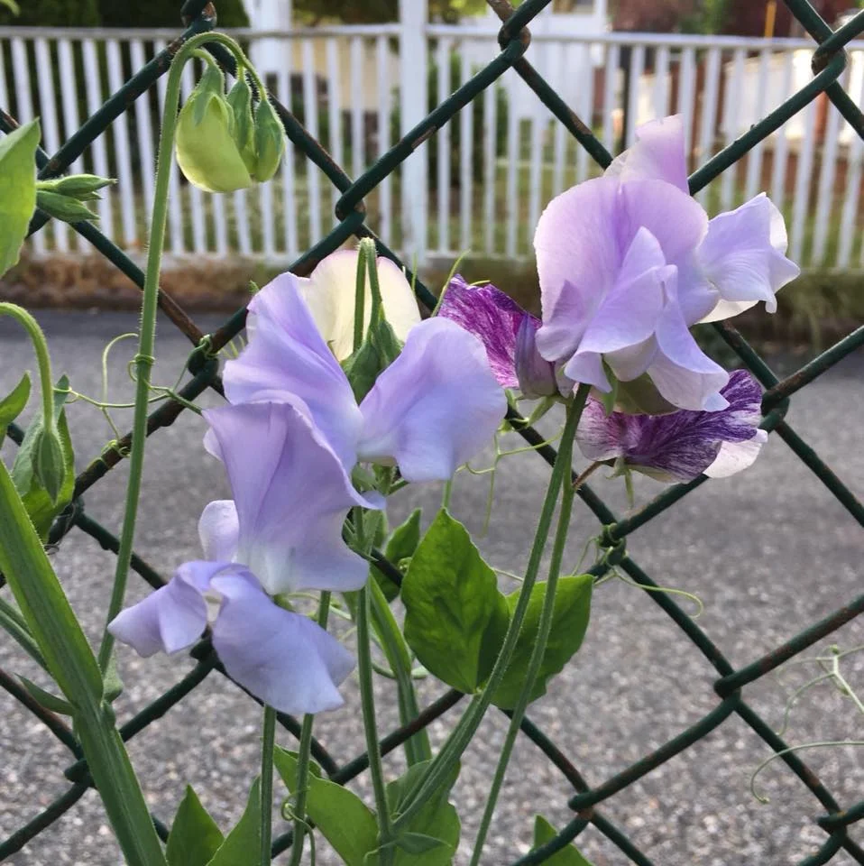 Sweet Pea Lavender.jpg