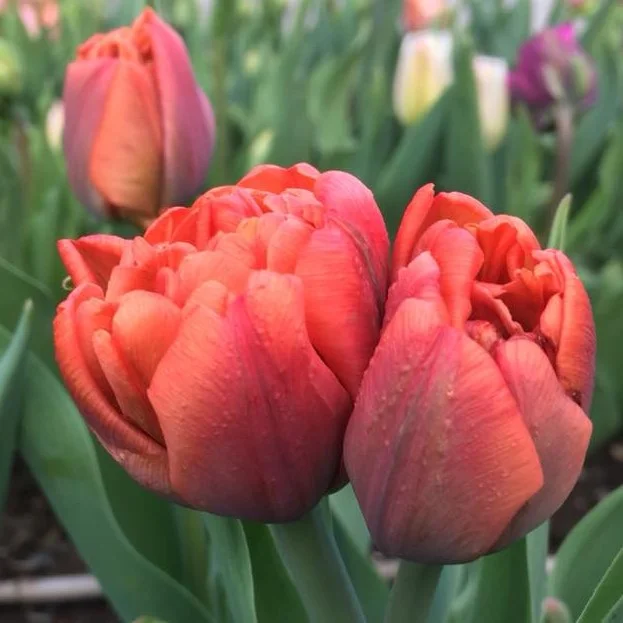 tulip Orcas.jpg