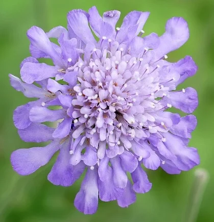 Pincushion Blue pins out.jpg