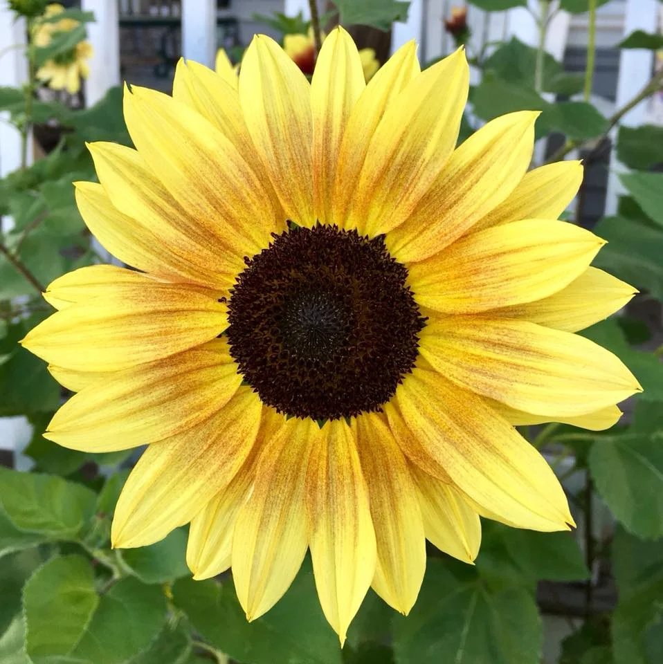 Sunflower2.jpg