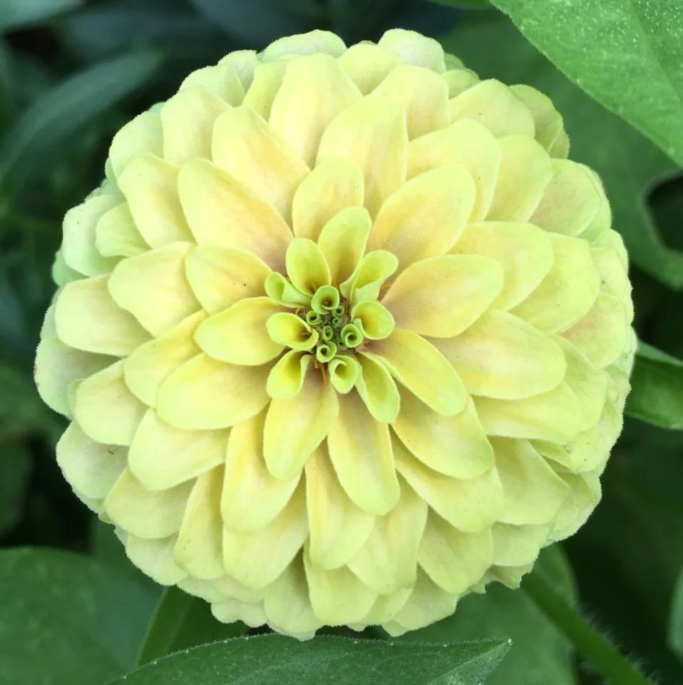 Zinnia2.jpg