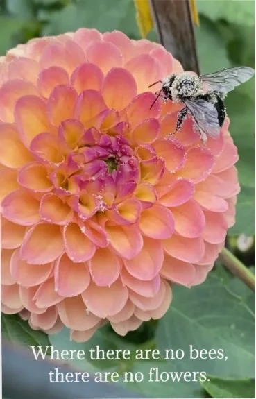 Dahlia and Bee